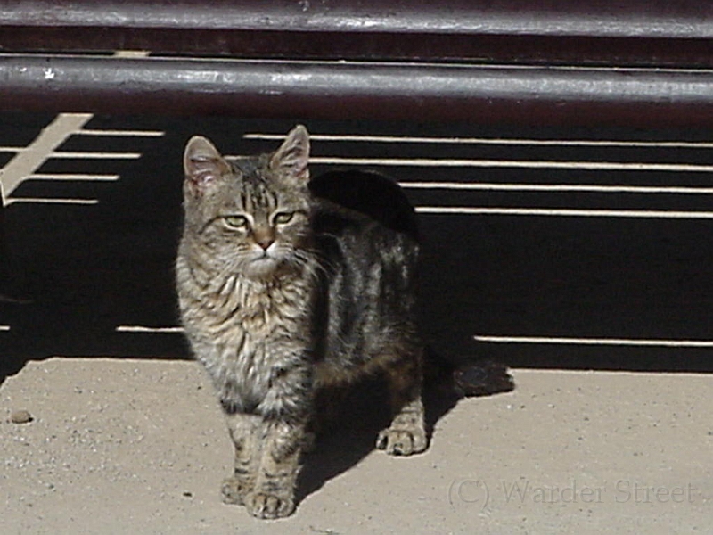 Ugly Cat At La Alhambra.jpg